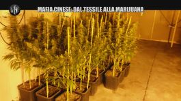 REI: Mafia cinese: dal tessile alla marijuana thumbnail