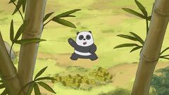 Panda due