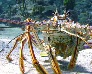 Le Meraviglie Del Mare