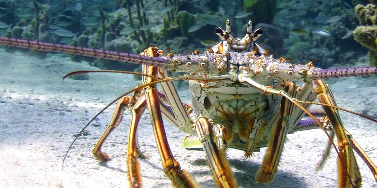 Rete 4 Le meraviglie del mare