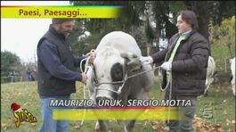 Uruk, il toro campione della brughiera lombarda thumbnail