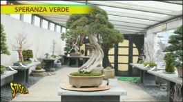 Speranza verde: bonsai thumbnail