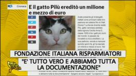 Fake news, il gatto Pilù thumbnail