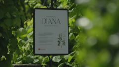 Il giardino di Diana