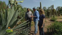 L'Agave tequilana thumbnail