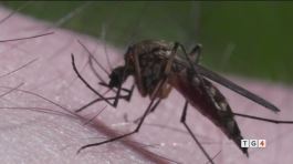 "Stavo morendo per una zanzara" Febbre del Nilo: altre due vittime thumbnail