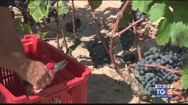GustoDiVino: il vitigno di Carignano thumbnail