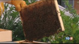 L'importanza delle api in città thumbnail