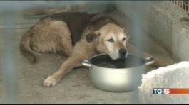 Strage di cani, cibo al veleno thumbnail