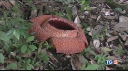E dopo Tu Si Que Vales, Borneo a Speciale Tg5 thumbnail