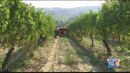 GustoDivino: Vendemmie in conclusione thumbnail