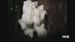 Un fungo miracoloso thumbnail