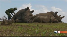 Kenya, morto l'ultimo rinoceronte bianco thumbnail