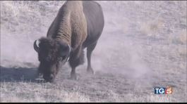 I bisonti salvi grazie ai Sioux thumbnail