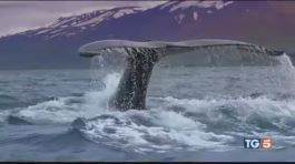 Caccia alla balena strage senza fine thumbnail