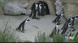 Per i pinguini un nuovo nido thumbnail