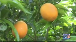 Gusto Verde: le arance Tarocco Messina thumbnail