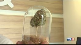 La cannabis leggera può essere pericolosa thumbnail