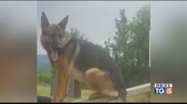Crudele morte del cane eroe thumbnail