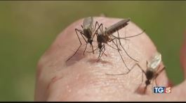 Ferrara, altri 2 morti per la zanzara killer thumbnail