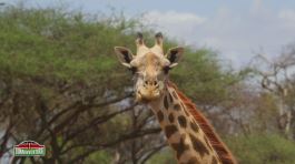 La giraffa Masai thumbnail