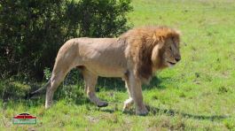 Kenya: il parco Masai Mara thumbnail