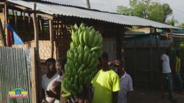 La Banana Plantation di Arba Minch thumbnail
