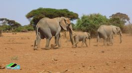 Si parte per un nuovo safari in Tanzania thumbnail