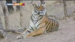 La tigre del Bengala thumbnail
