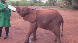 In Kenya per salvare i baby elefanti thumbnail