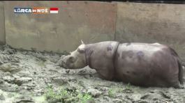 Il rinoceronte sopravvissuto thumbnail