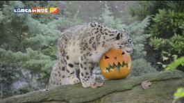 Il leopardo delle nevi thumbnail