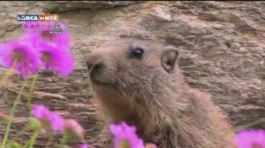 La marmotta, l'animale più amato delle Dolomiti thumbnail