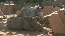I rinoceronti si ambientano thumbnail