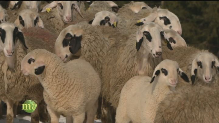 Le Pecore Di Razza Fiemmesi O Tingola Melaverde Video Mediaset Play
