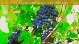 La storia del conte Marzotto e dei suoi vini thumbnail
