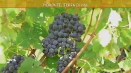 Il vino del Piemonte thumbnail