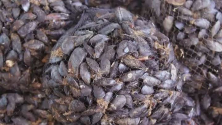 I Mitili Di Olbia Ricette All Italiana Video Mediaset Play