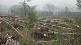 La foresta devastata thumbnail