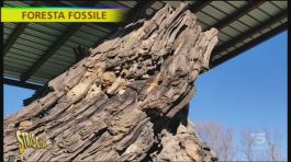 La foresta fossile ad Avigliano Umbro thumbnail