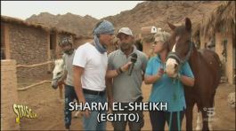 Ricovero per animali a Sharm El-Sheikh thumbnail