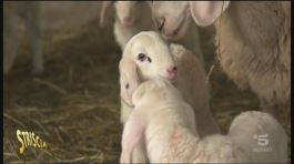 Le pecore nel Trentino thumbnail
