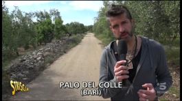 Cani a Palo del Colle (Bari) thumbnail