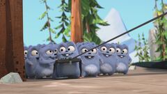 Occhiali per orso