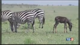 La zebra a pois esiste davvero! thumbnail