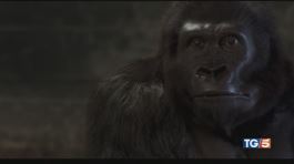 Attenti al gorilla thumbnail