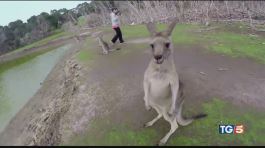 Strage di canguri in Australia thumbnail
