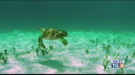Un docufilm sulle tartarughe marine thumbnail