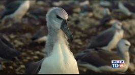 Un documentario per gli albatros thumbnail