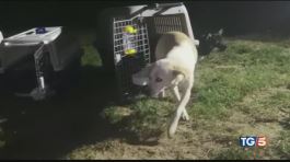 Mille cani salvati da un rito atroce thumbnail